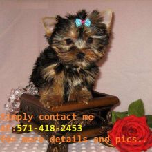 Male and Female Morkie (maltese/yorkie) puppies