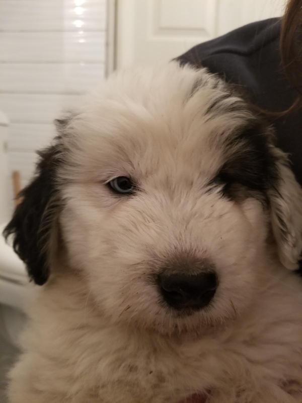 11 week old Female husky sheepdog mix looking for her furever home Image eClassifieds4u