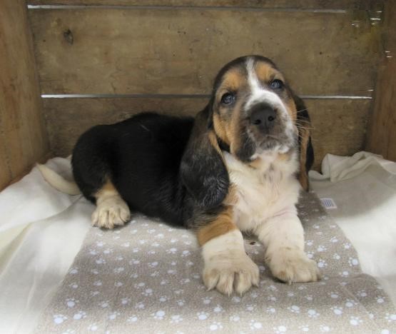 Basset Hound Puppies Image eClassifieds4u