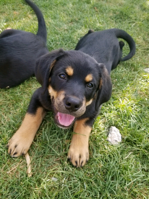 Shephard/bernese mountain dog mix puppies for sale! Image eClassifieds4u