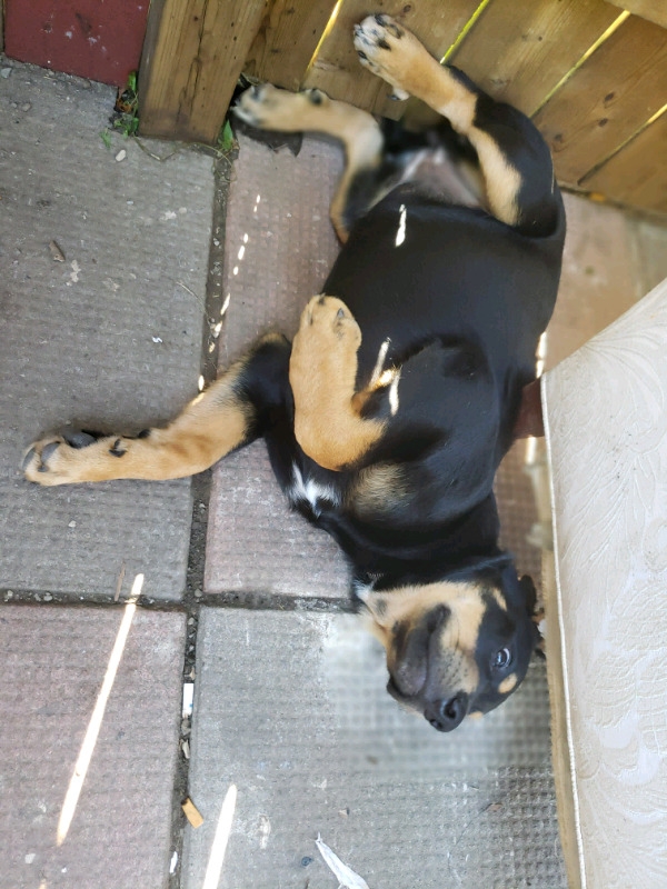 Shephard/bernese mountain dog mix puppies for sale! Image eClassifieds4u