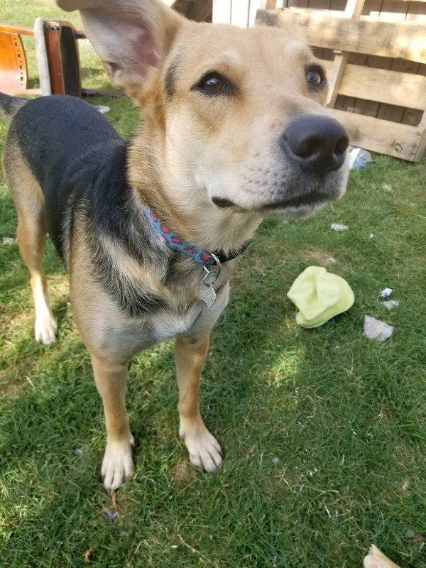 Shephard/bernese mountain dog mix puppies for sale! Image eClassifieds4u
