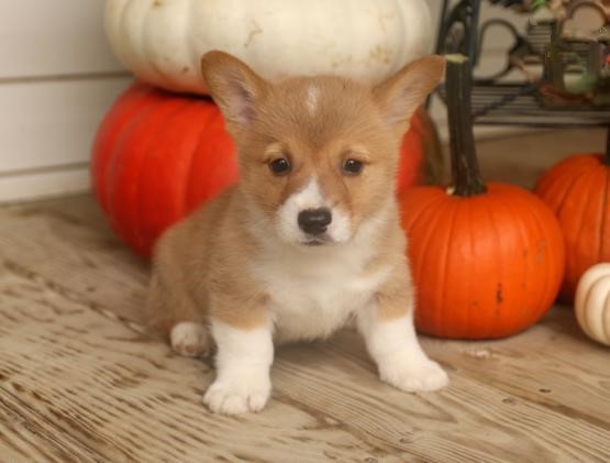 Corgi Puppies Image eClassifieds4u