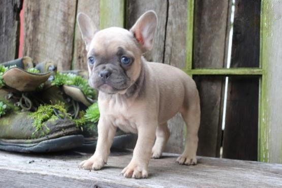 French Bulldog Puppies Image eClassifieds4u