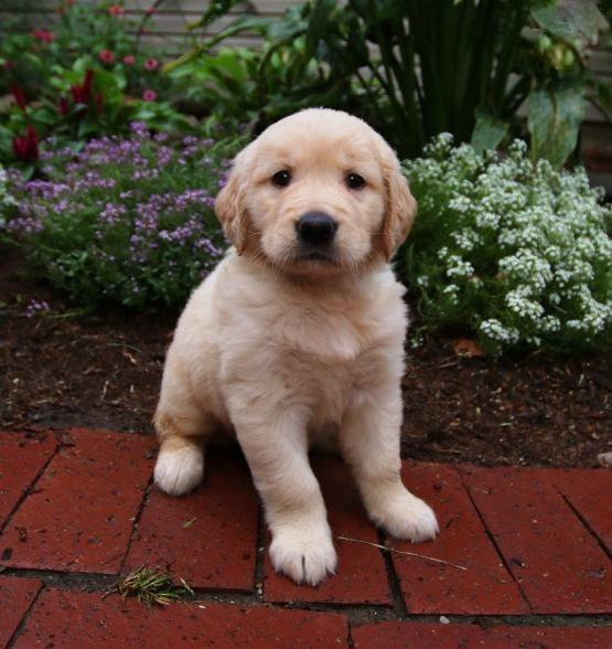 Golden Retriever Puppies Image eClassifieds4u
