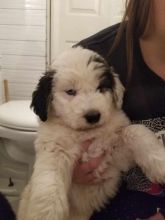 11 week old Female husky sheepdog mix looking for her furever home Image eClassifieds4u 1