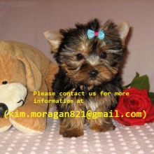 Adorable Real Teacup Yorkie Puppies for Sale Image eClassifieds4U