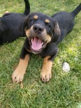 Shephard/bernese mountain dog mix puppies for sale! Image eClassifieds4u 1