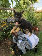 German Shepherd Puppies Image eClassifieds4U
