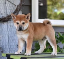 Shiba Inu Puppies Image eClassifieds4U