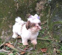 Shih Tzu Puppies Image eClassifieds4U