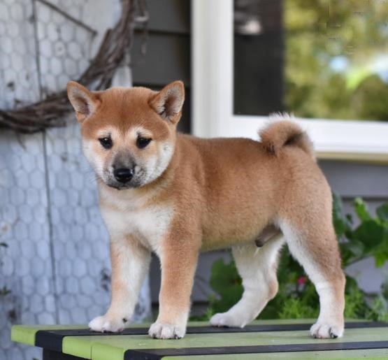 Shiba Inu Puppies Image eClassifieds4u