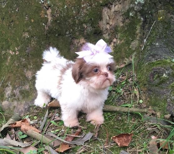 Shih Tzu Puppies Image eClassifieds4u