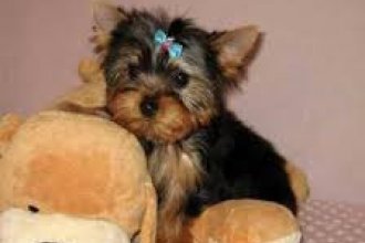 Two Top Class Yorkie Puppies Available(Jessieca.alma721@gmail.com) Or (571) 418-2453) Image eClassifieds4u