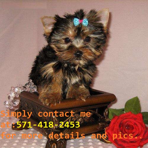 Male and Female Morkie (maltese/yorkie) puppies Image eClassifieds4u