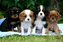 Oustanding Cavalier king charles spaniel Puppies available ,