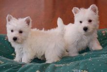 Clever West Highland Terrier Puppies ready