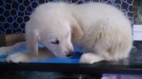 Male and Female Golden Retriever Puppies Available