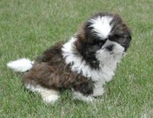 Beautiful Imperial Shih Tzu Puppies for Adoption Image eClassifieds4U