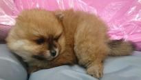 Beautiful Pomeranian puppies Available Image eClassifieds4U