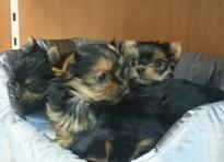 Quality Tiny Yorkie Puppies Image eClassifieds4u