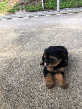 Adorable yorkie puppy loking forhis forever home Image eClassifieds4u