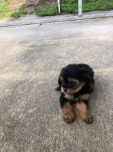 Adorable yorkie puppy loking forhis forever home Image eClassifieds4U