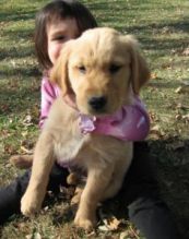 Adorable Golden Retriever Puppy For Adoption text me @ (782)-820-3173
