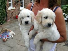 White/Cream Golden Retriever Puppies