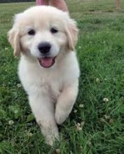 cute Golden Retriever Puppies for adoption (782)-820-3173