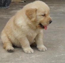 GOLDEN RETRIEVER MALE AND FEMALE PUPPIES FOR ADOPTION text me @ (782)-820-3173