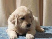 Golden Retriever Pup for home adoption text me @ (782)-820-3173