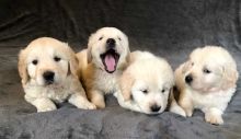 Golden Retriever Puppies