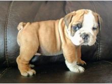Gorgeous English bulldog puppies