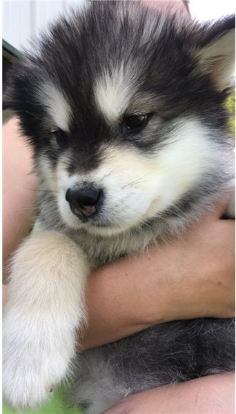 Alaskan Malamute puppies Image eClassifieds4u