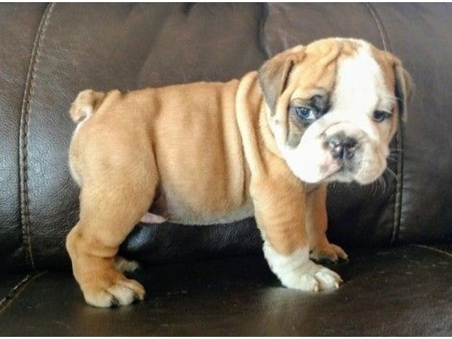 Gorgeous English bulldog puppies Image eClassifieds4u