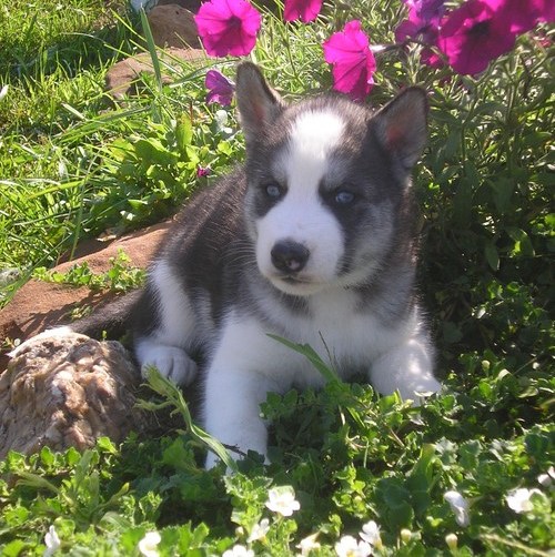 Gorgeous Husky Puppies for sale Image eClassifieds4u