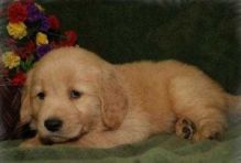 Lovely Golden Retriever Puppies for adoption text me @ (782)-820-3173 Image eClassifieds4U