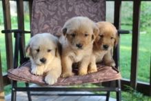 Two Gorgeous, quality AKC Golden Retriever puppies (782)-820-3173 Image eClassifieds4U