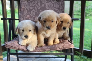 Two Gorgeous, quality AKC Golden Retriever puppies (782)-820-3173 Image eClassifieds4u