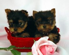 Affectionate Teacup Yorkie puppies Available