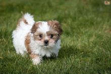 Cute and Adorable Shih Tzu Puppies for Adoption.