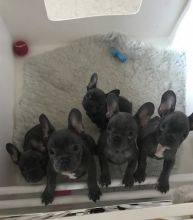 French Bulldog Puppies