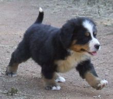 Male and female Bernese Mountain dog puppies for adoption.