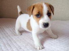 Pure Jack Russell Pups.