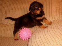 Rottweiler Puppies for R-Homing