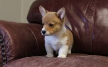 Two Pembroke Welsh Corgi Puppies Needs a New Family text me @ (782)-820-3173