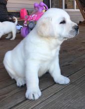 Well trained Labrador retriever for free adoption