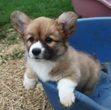 Welsh corgi puppies for adoption