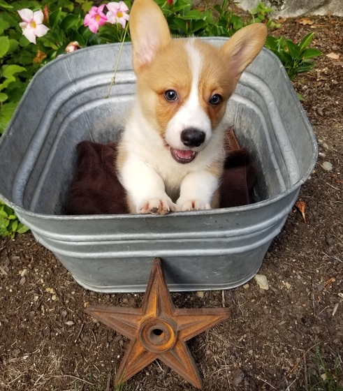 AKC quality French Bulldog Puppy for free adoption!!! text me @ (782)-820-3173 Image eClassifieds4u